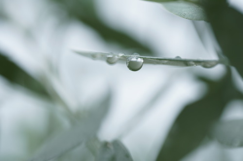 「olive」sony a6400asahi pentax super takumar 50mm F1.4オールドレンズ旅