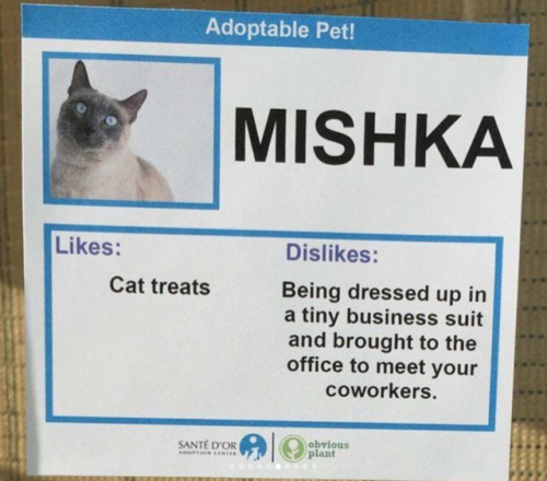 misterartist:babyanimalgifs:Shelter created hilarious profiles for their cats to help them find fore