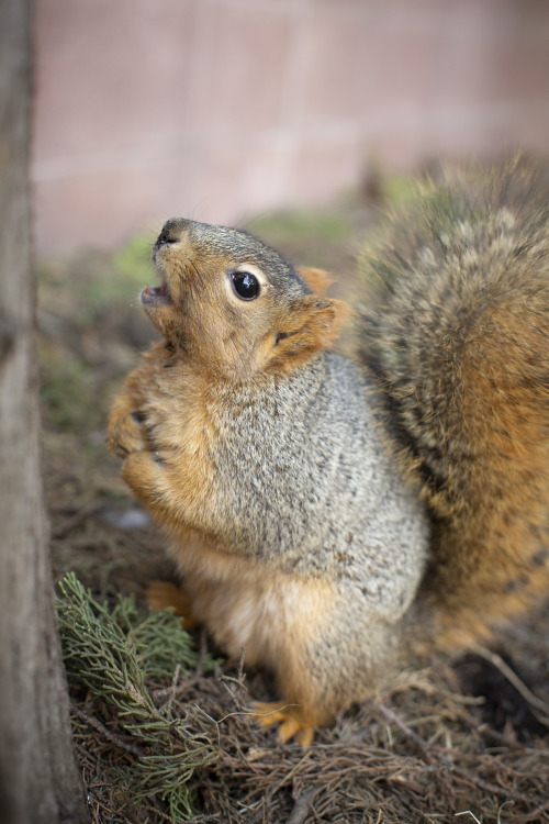 helladamnsquirrels:Looking for a free handout, Old Lady Hawkins went barking up the wrong tree this 