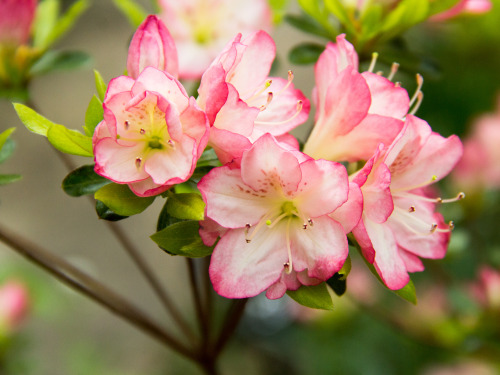 in praise of azaleas