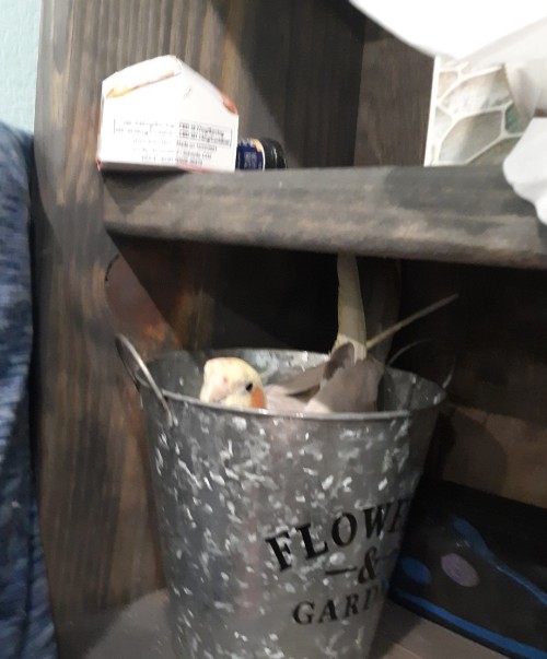 Birb Found The Best Place To Chill :3