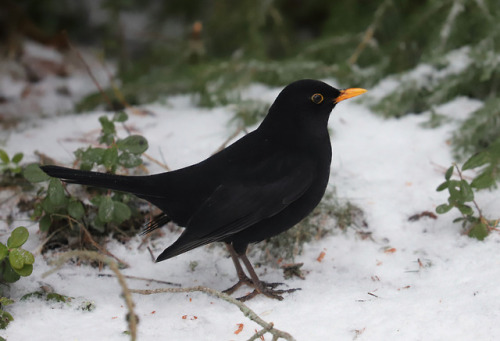 michaelnordeman: Blackbird/koltrast.