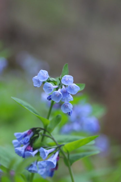 Finding calm in the storm.   A beautiful morning walk along the Bull Run through a haze of bluebells