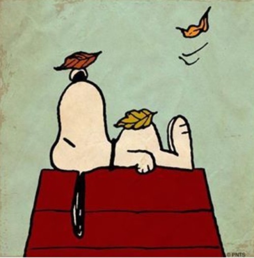 hip-chick68: Don’t leave us yet fall!!
