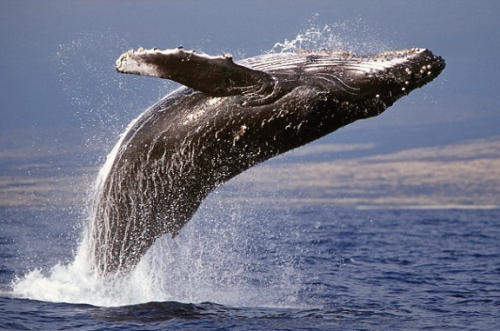 nubbsgalore:  for a typical forty ton humpback to breach the ocean’s surface — and breech is taken to mean at least 40 percent of its body is out the water — it needs to reach speeds of 29 km/h. on rare occasions, the whale will completely launch