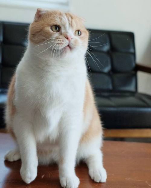 #fujifilm#katt#кошка#ネコ#猫#cat#neko#ぬこ#ふわもこ部#micio#japan#ocicat#whitecat#munchkin#scottishfold #今日もX日