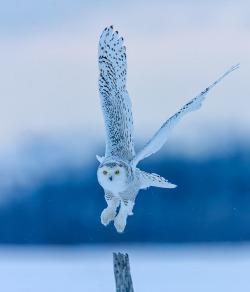 opticcvlture:   Snowy Owl by Gary Zeng 