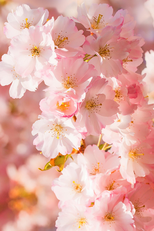 brazenbvll:  Springtime Dream → (©)  