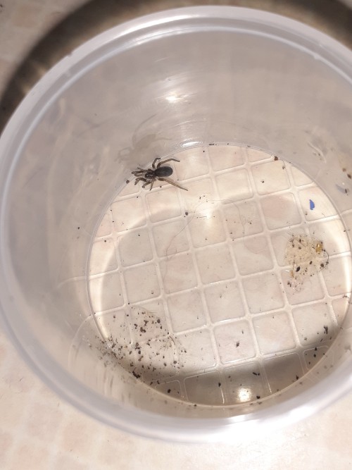 Baby Southern House Spider I Found In My House.