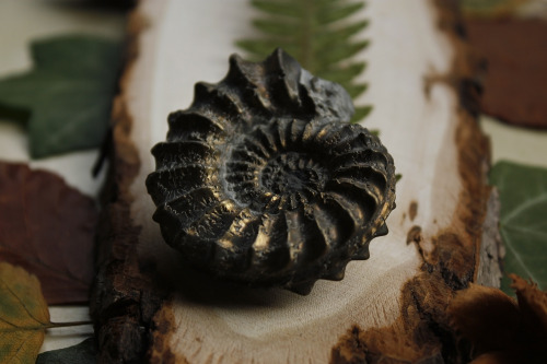 90377:* Small shop update at Sedna 90377 *I added two pyritized ammonite fossils, more rough gemston