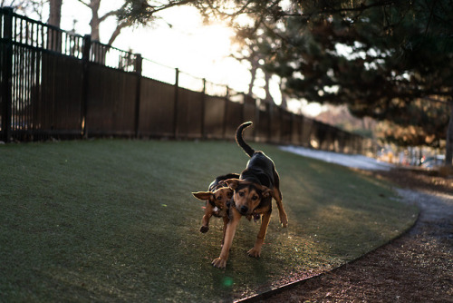 Loring Dog Park Zoomies