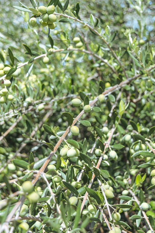 Olive brunch, Greece