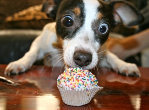 babyanimalposts:  feeling sad? you need this blog on your dash!