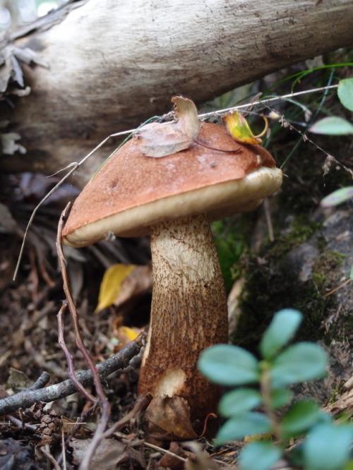 A lonely bolete