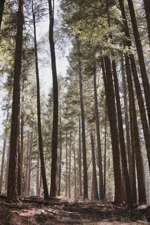 A quiet afternoon hike at the edge of the El Dorado National Forest in the sierra nevadas means bein