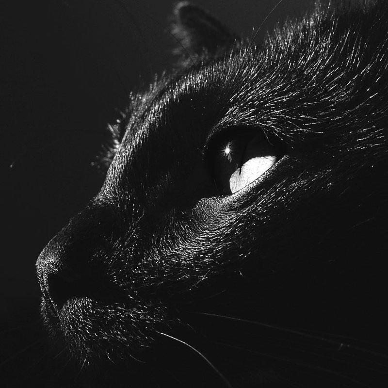 Looks like my girl&rsquo;s cat.