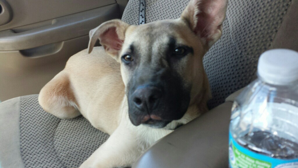 handsomedogs:  He’s only 8 months old. His name is chase