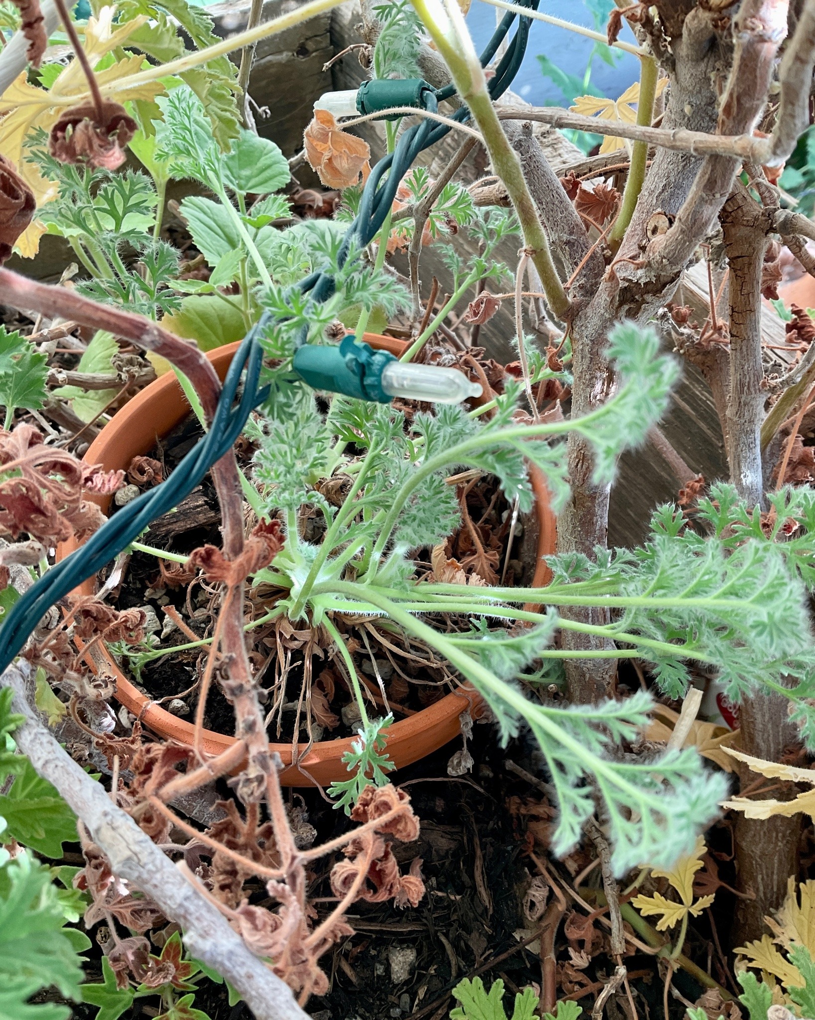 An overhead shot taken between the branches of a larger plant. In a small terracotta pot, frondy leaves are growing from a dry clump of plant.