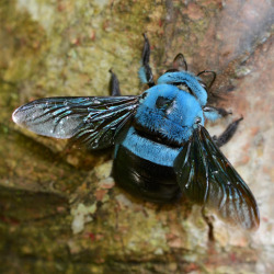 libutron:  Blue Carpenter Bee - Xylocopa caerulea Undoubtedly the Blue Carpenter Bee, Xylocopa caerulea (Hymenoptera - Apidae) is one of the most striking among the carpenter bees. It is a large bee, close to an inch in length, with a hairy blue thorax,