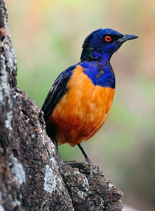 Hildebrandt’s Starling