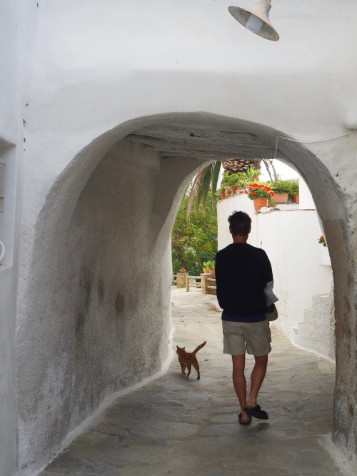 juliahoskins:Cats of Tinos.  Greece.