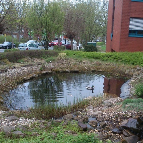 My Workplace Even Has Its Own #duck :) #Technologiepark #Dortmund (en Technologiepark Dortmund)