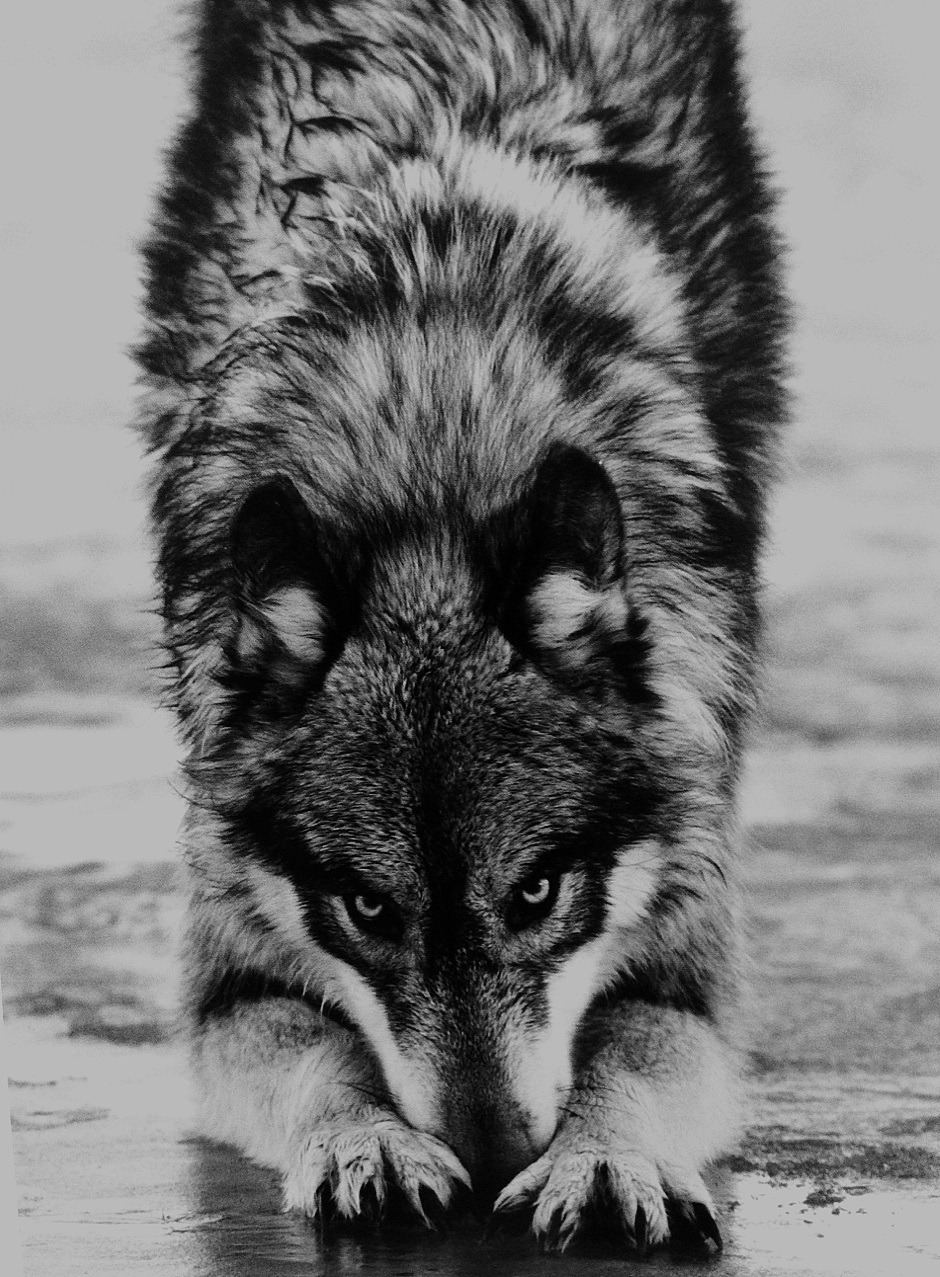 ethilee:  I may bow to you…but the wolf still lies within me 