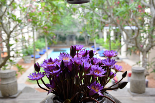 Nilotpala flowers, Sri Lanka