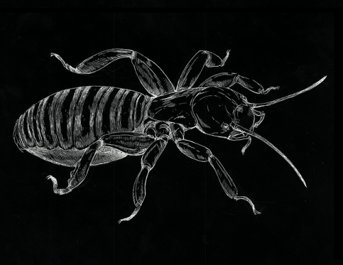 ghostgods:two scratchboard illustrations I did for class <:)