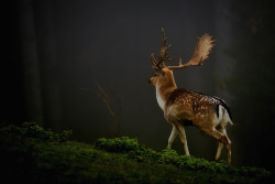 vmagazine:  Fallow Deer in the Bavarian Alps