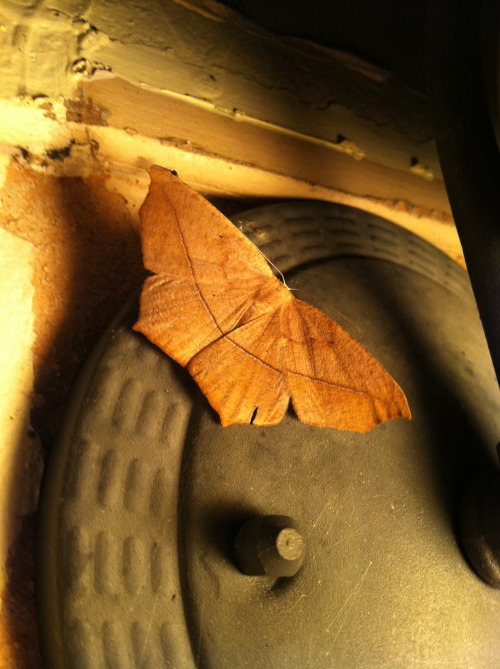 What a nice little moth looking like tree bark and sitting by the lamp in the night.