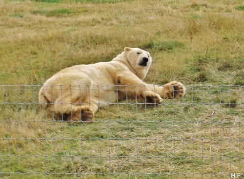 Victor The Polar Bear, In His Reserve At The Yorkshire Wildlife Park.