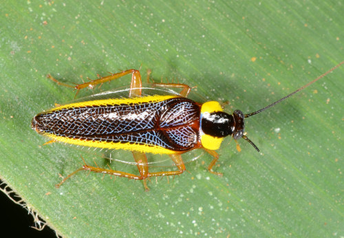 onenicebugperday:Pretty cockroaches!Photos 1-4 by Andreas Kay5-6 by Art Anker - Shared wit