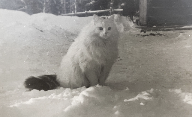 A very fluffy longhaired white cat with a dark tail, sitting outside in a snowy yard.