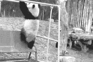 🐼 Pandajo!! Hahaha