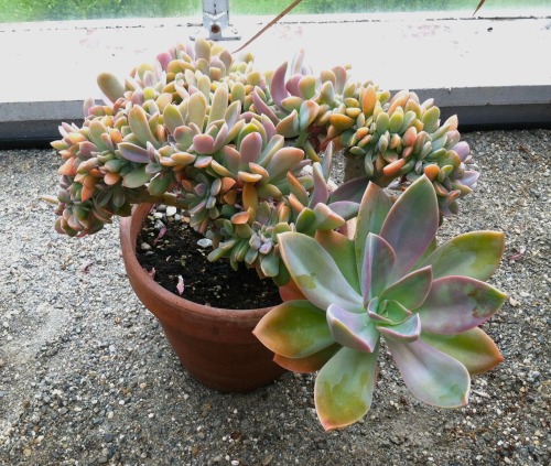 A beautiful crested Echeveria at the Berkshire Botanical Garden.  I learned about crested succu