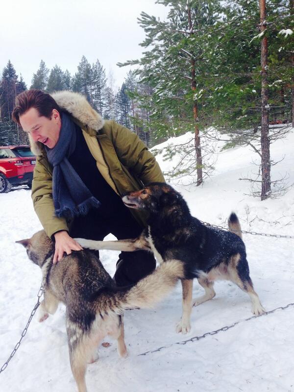 dudeufugly:  “Cumberbatch loves dogs. Here he is playing with Huskies in Finland