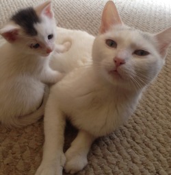 alexagee:  My boyfriend’s cat and her adorable kittens! I’m in love 😻