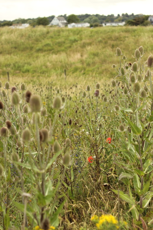 Rye Harbour, Sussex, UK. July 2019 © JB