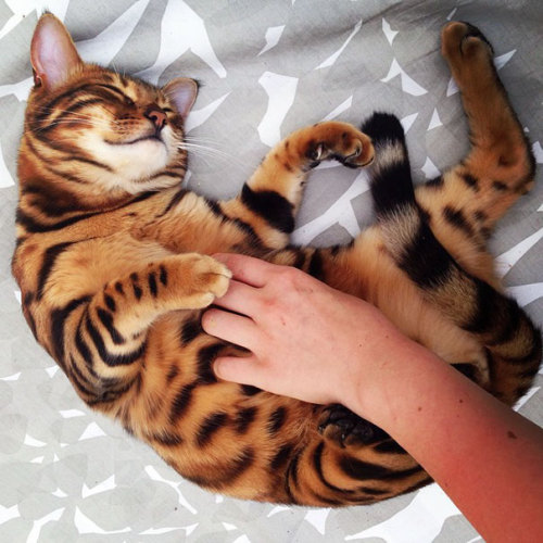 haintxblue: jeuxion: stardustgalaxy: boredpanda: Meet Thor, The Bengal Cat With Purrfectly Beautiful