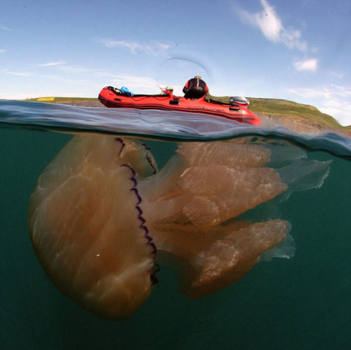 mymodernmet:  Photographer Steve Trewhella spotted thousands of giant Barrel Jellyfish appearing in swarms off the coast of Britain.