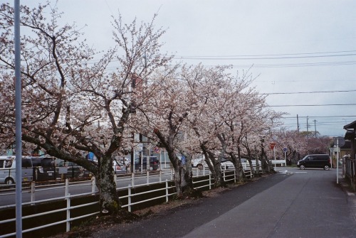 Porn Pics drool:  april, 2016 spring, kakegawa japan