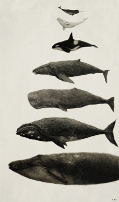 asterionellaa:Whales! From top to bottom: Narhwal, Beluga Whale, Orca, Humpback Whale, Sperm Whale, Right Whale, and Blue Whale (Approx size differences) Jennifer Hui, 2015