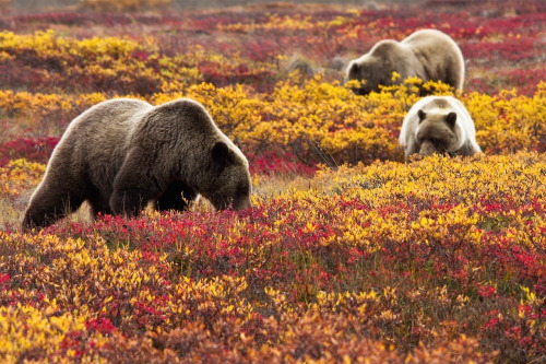 nubbsgalore - grizzly bears in denali national park feed on...