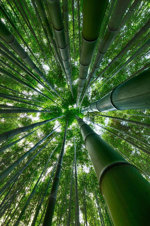 lockdownheaven:  Bamboo forest  