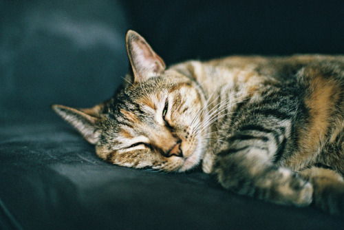 Roxy on Film 2 by apg_lucky13 on Flickr.