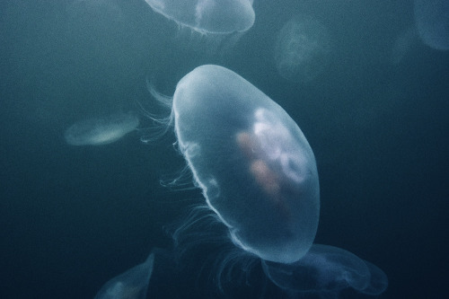 XXX timwendrich:jellyfish photo