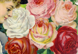 nemfrog:Our new guide to rose culture : 1899.