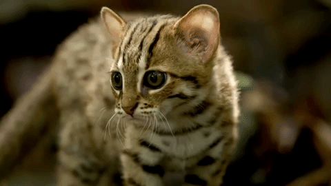 do-not-go-gently-42:  perversekitten: World’s Smallest Cat: Rusty Spotted Cat |