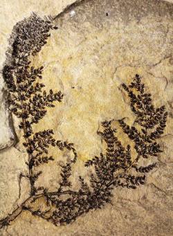 The oldest fossilised flower (so far) The land that became what we now know as central to northern Spain played host to the...